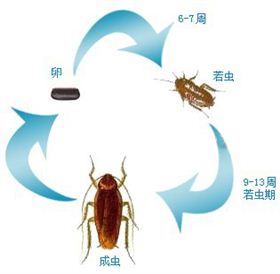 蟑 螂的危害