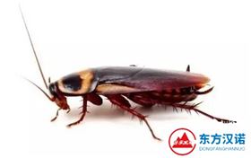 【灭蟑螂公司】东方汉诺&mdash;北京快讯