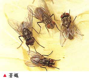 蝇类的危害与防治