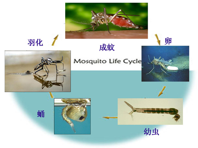 蚊类的危害与防治